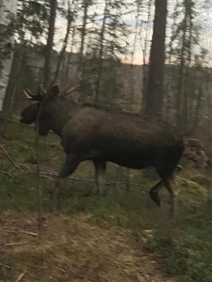 Aengsliden Villa Charlottenberg Bagian luar foto